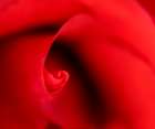 USA, Indiana. Close-up of red rose. Art Print